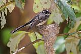 Gray Fantail